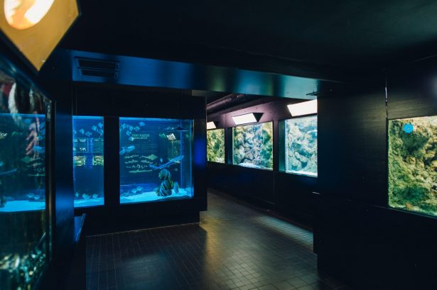 Aquatic Animals of the World