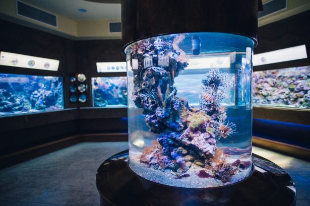 Coral Reef