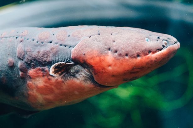 Electric eel