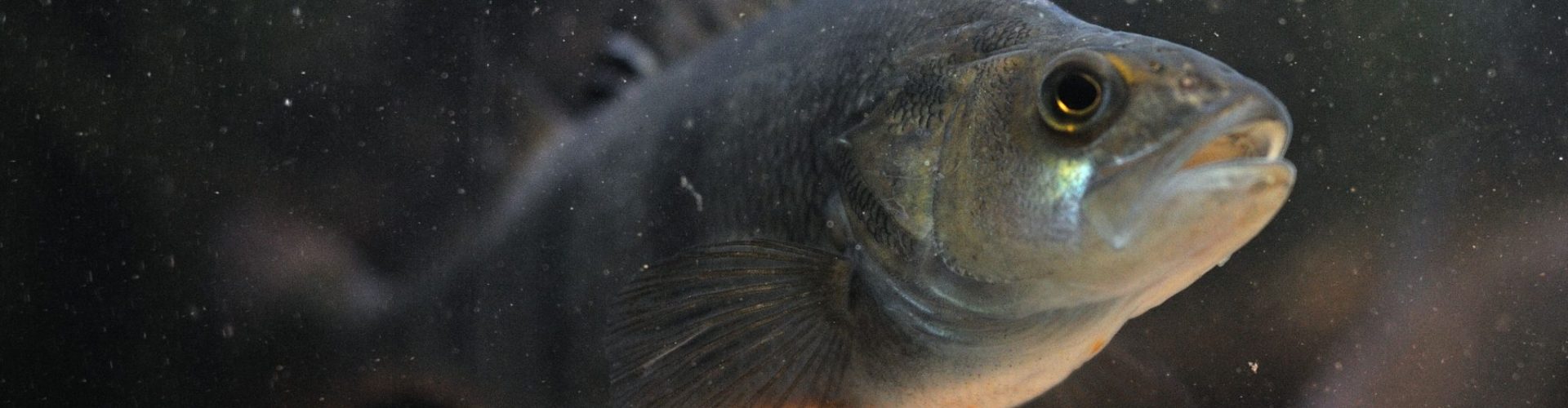 Międzynarodowe Targi Przetwórstwa i Produktów Rybnych POLFISH