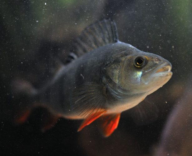 Międzynarodowe Targi Przetwórstwa i Produktów Rybnych POLFISH