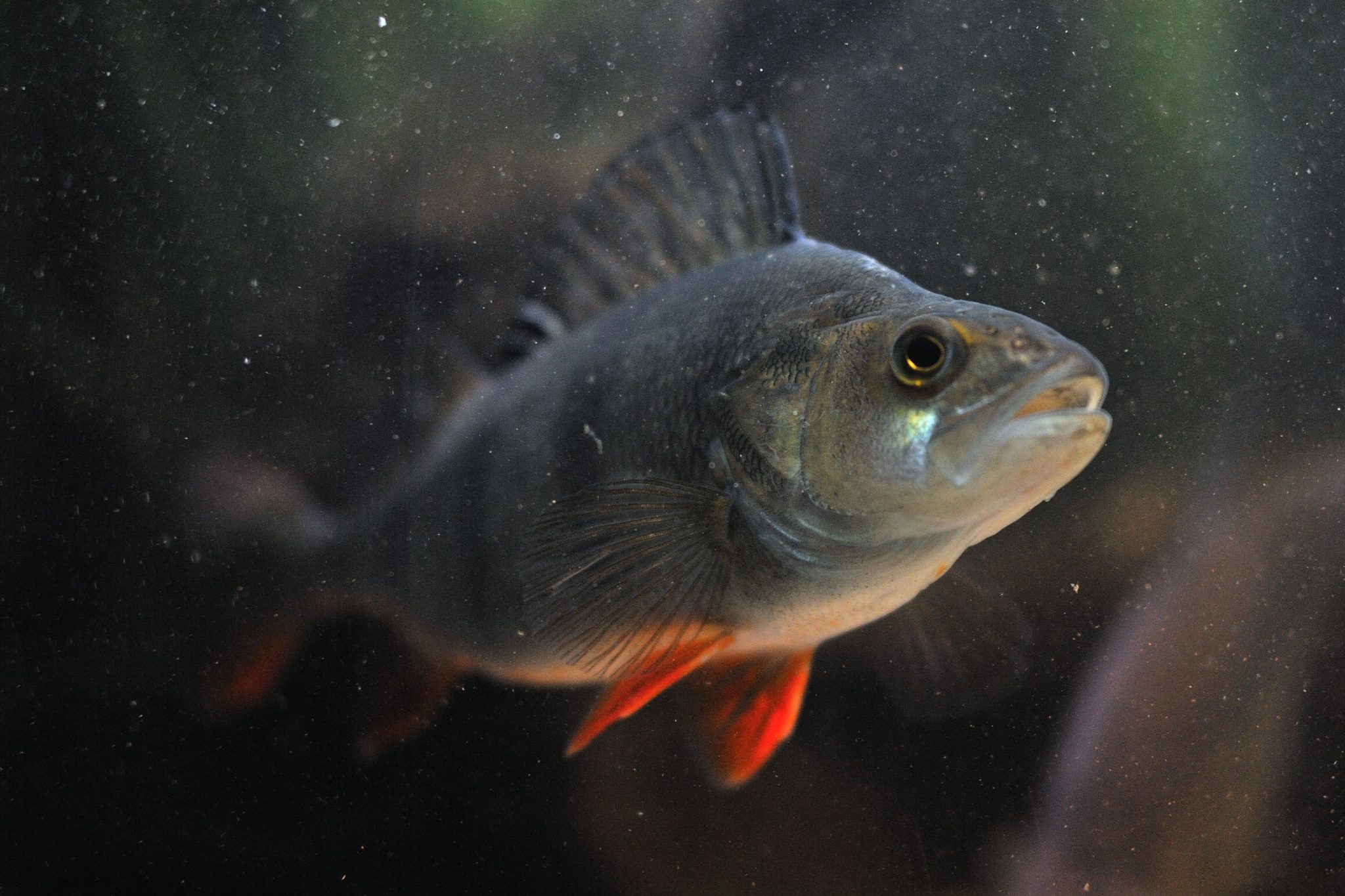 Międzynarodowe Targi Przetwórstwa i Produktów Rybnych POLFISH
