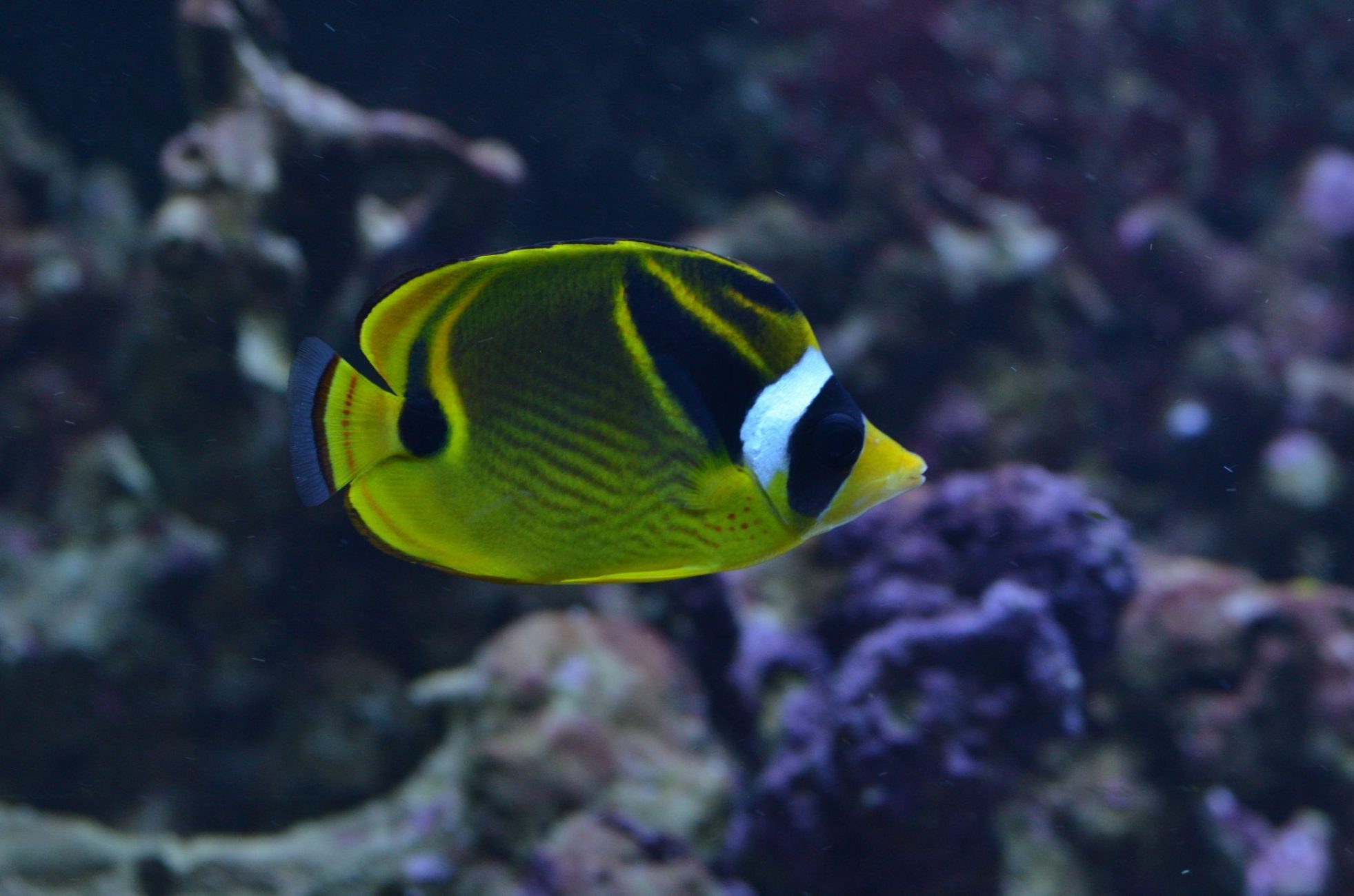 Chaetodon lunula
