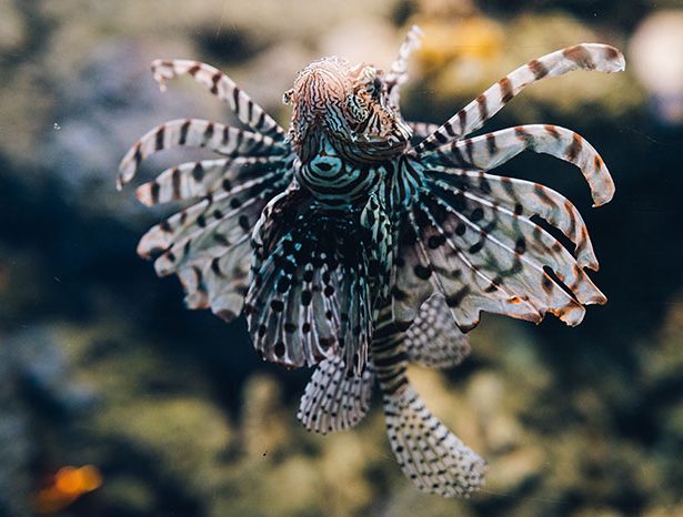 Red lionfish