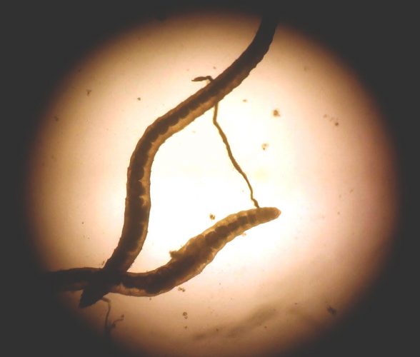 Microscopic world of water bodies