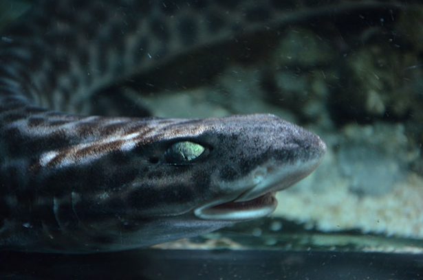 Australian marbled catshark