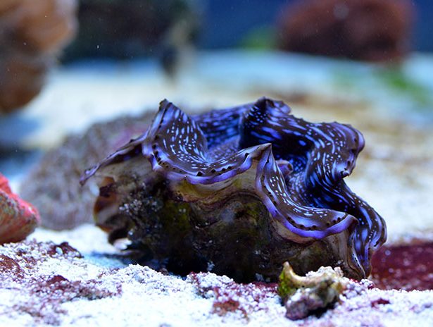 Tridacna maxima