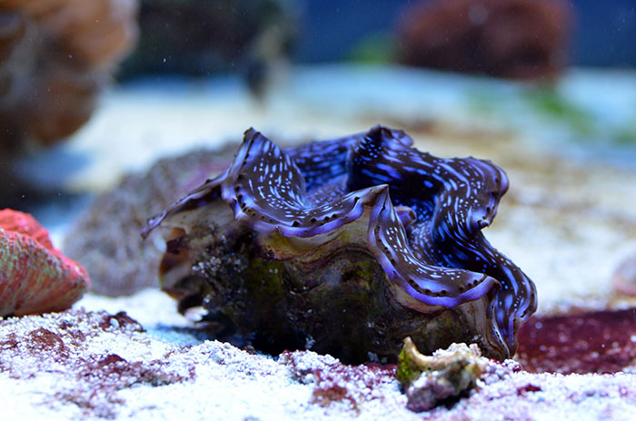 Tridacna maxima