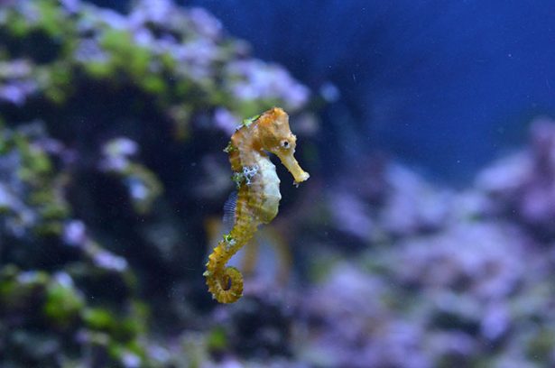 Coral cove creatures