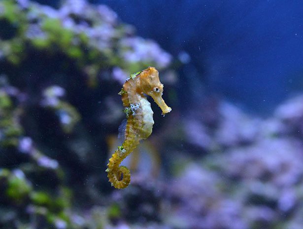 Coral cove creatures