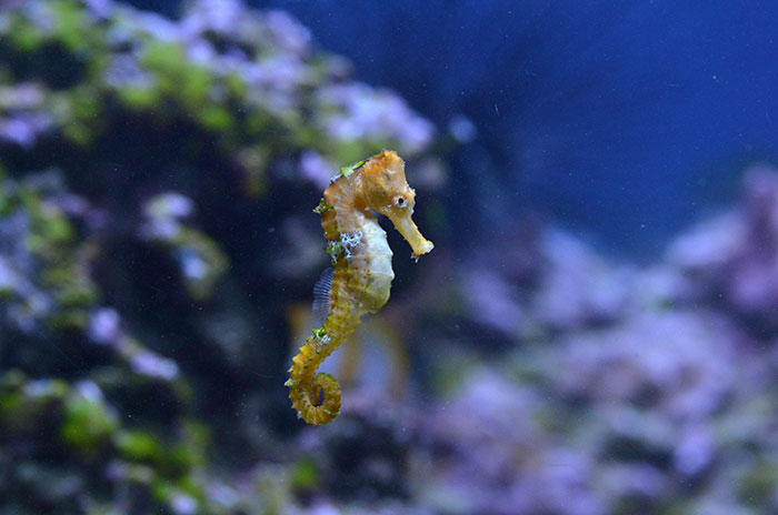 Coral cove creatures