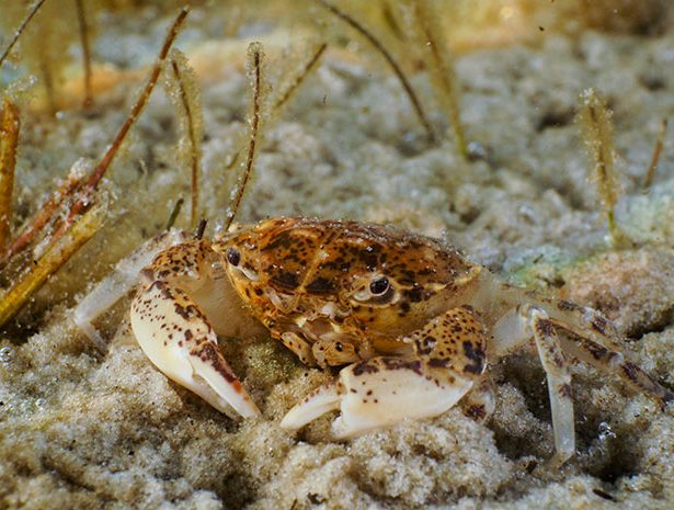 Biodiversity of the Bay of Puck