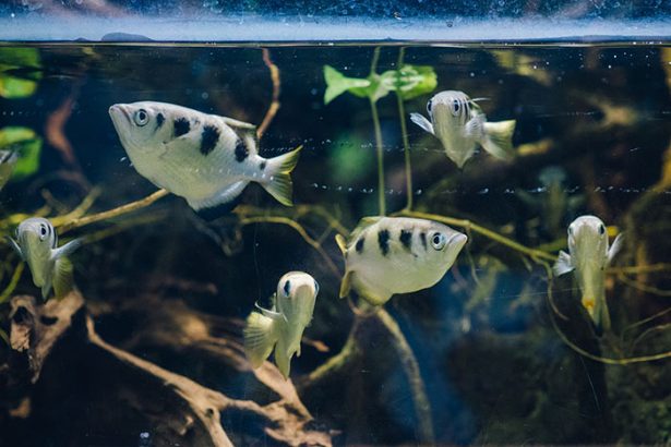 Rybia strzelanina w gdyńskim Akwarium