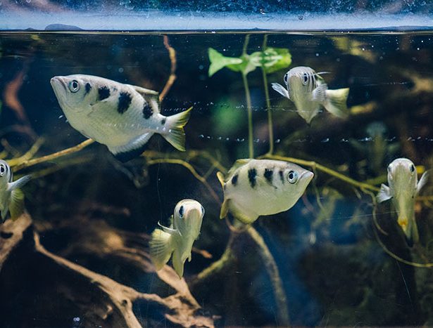Rybia strzelanina w gdyńskim Akwarium