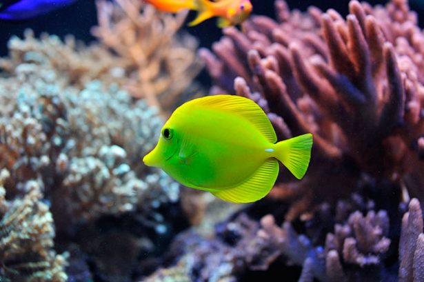 Yellow tang