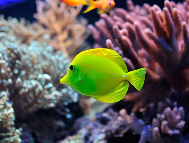 Yellow tang