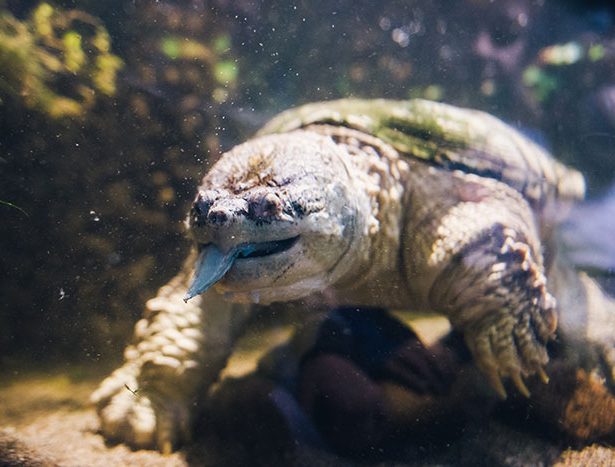 Szczotkowanie groźnego żółwia