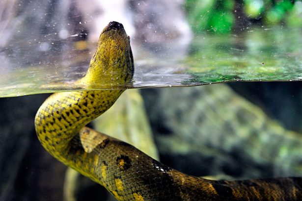Green anaconda