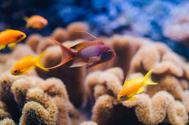 Sea goldie
