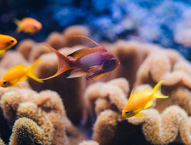 Sea goldie