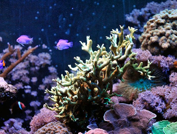 Acropora sp.