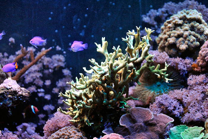 Acropora sp.