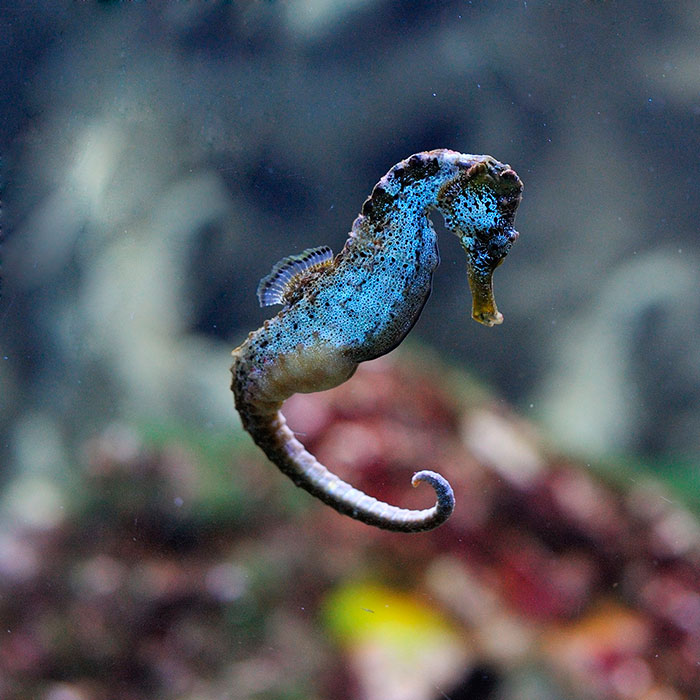 Slender seahorse