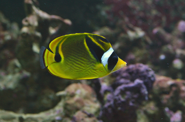 Butterlyfishes