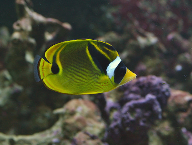 Butterlyfishes