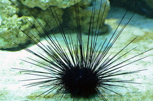 Black long spine urchin