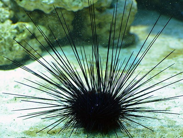 Black long spine urchin