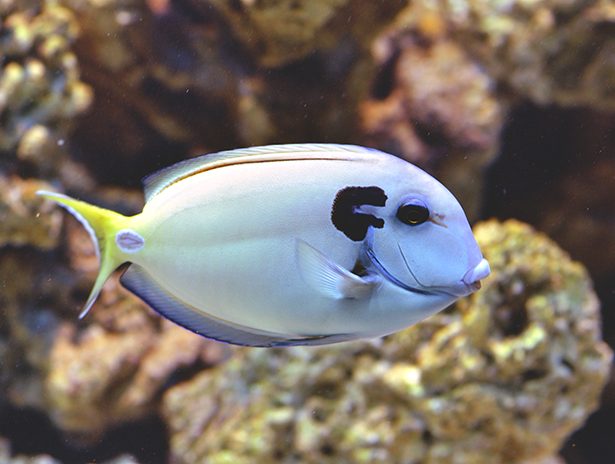 Acanthurus tenneti