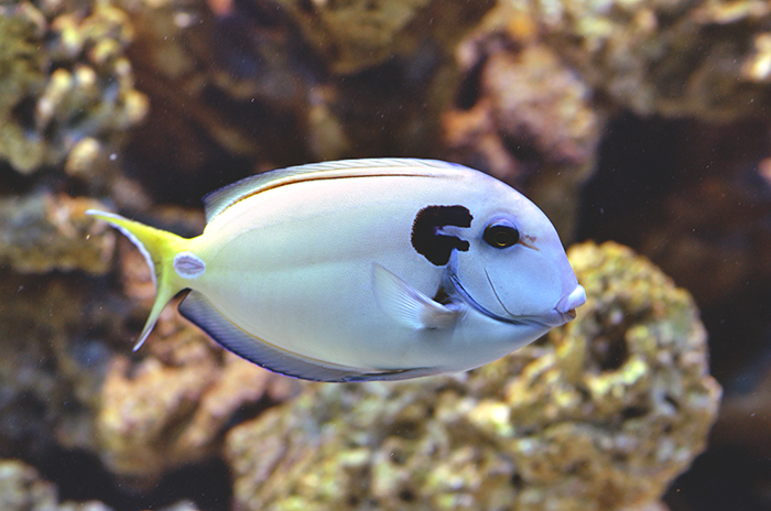 Acanthurus tenneti