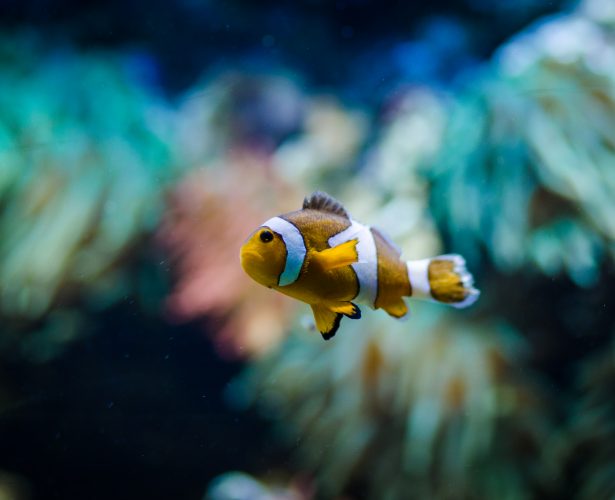 Ocellaris clownfish