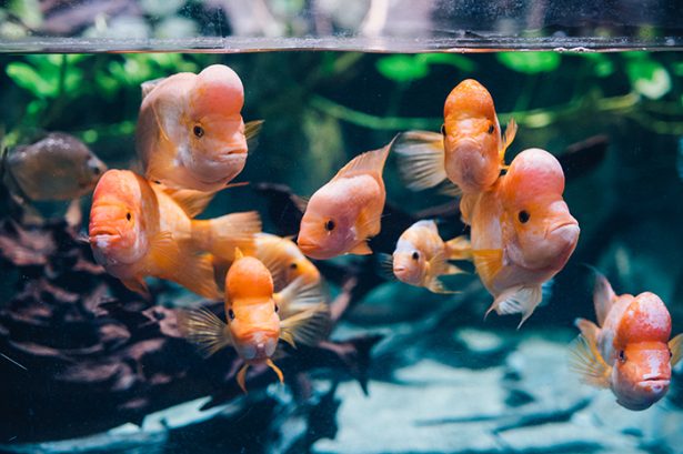 Midas cichlid