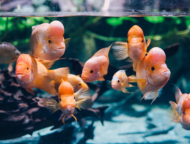 Midas cichlid