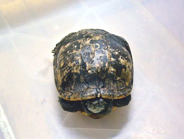 Szczęśliwe zakończenie smutnej historii