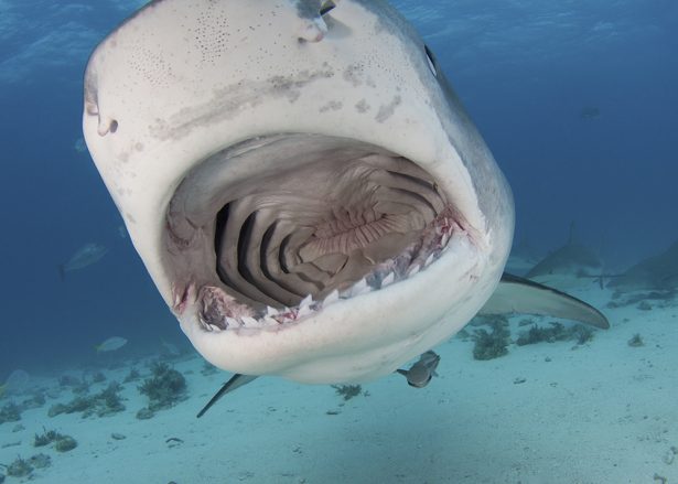 Tydzień rekina 2019 || 17 – 23.11