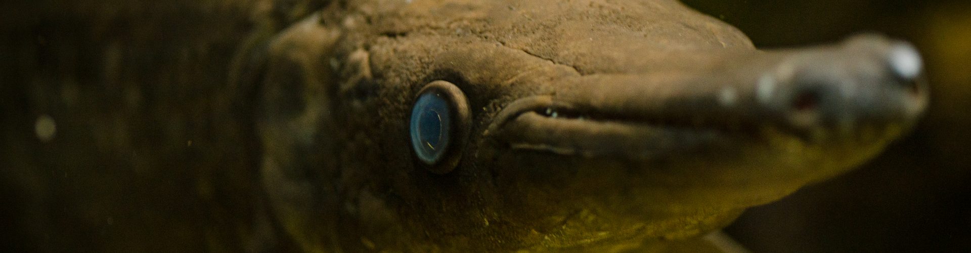 Aligator gar