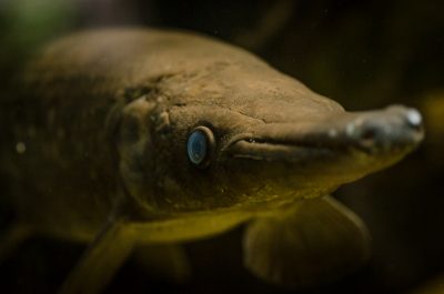 Niszczuka krokodyla