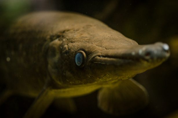 Aligator gar