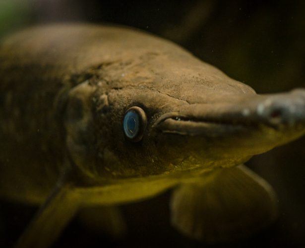 Aligator gar