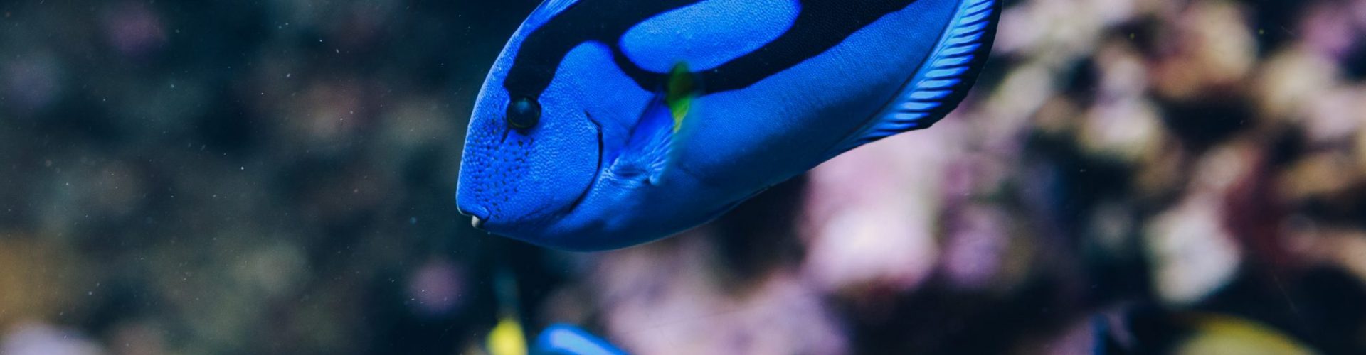 Blue surgeonfish