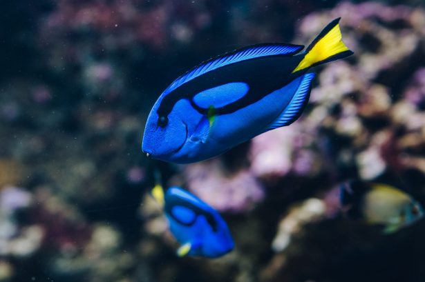 Blue surgeonfish