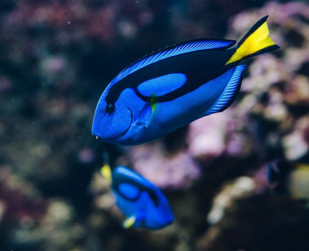 Blue surgeonfish