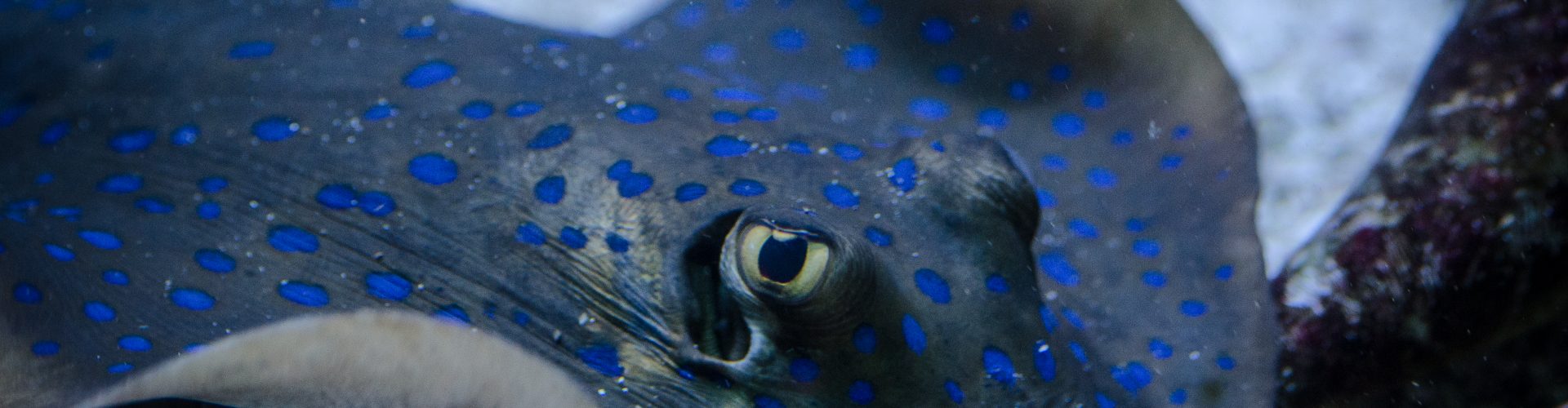 Bluespotted ribbontail ray