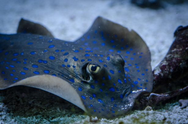 Bluespotted ribbontail ray