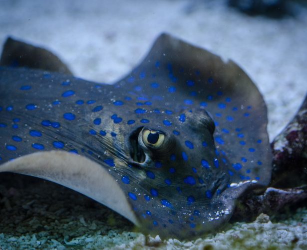 Bluespotted ribbontail ray