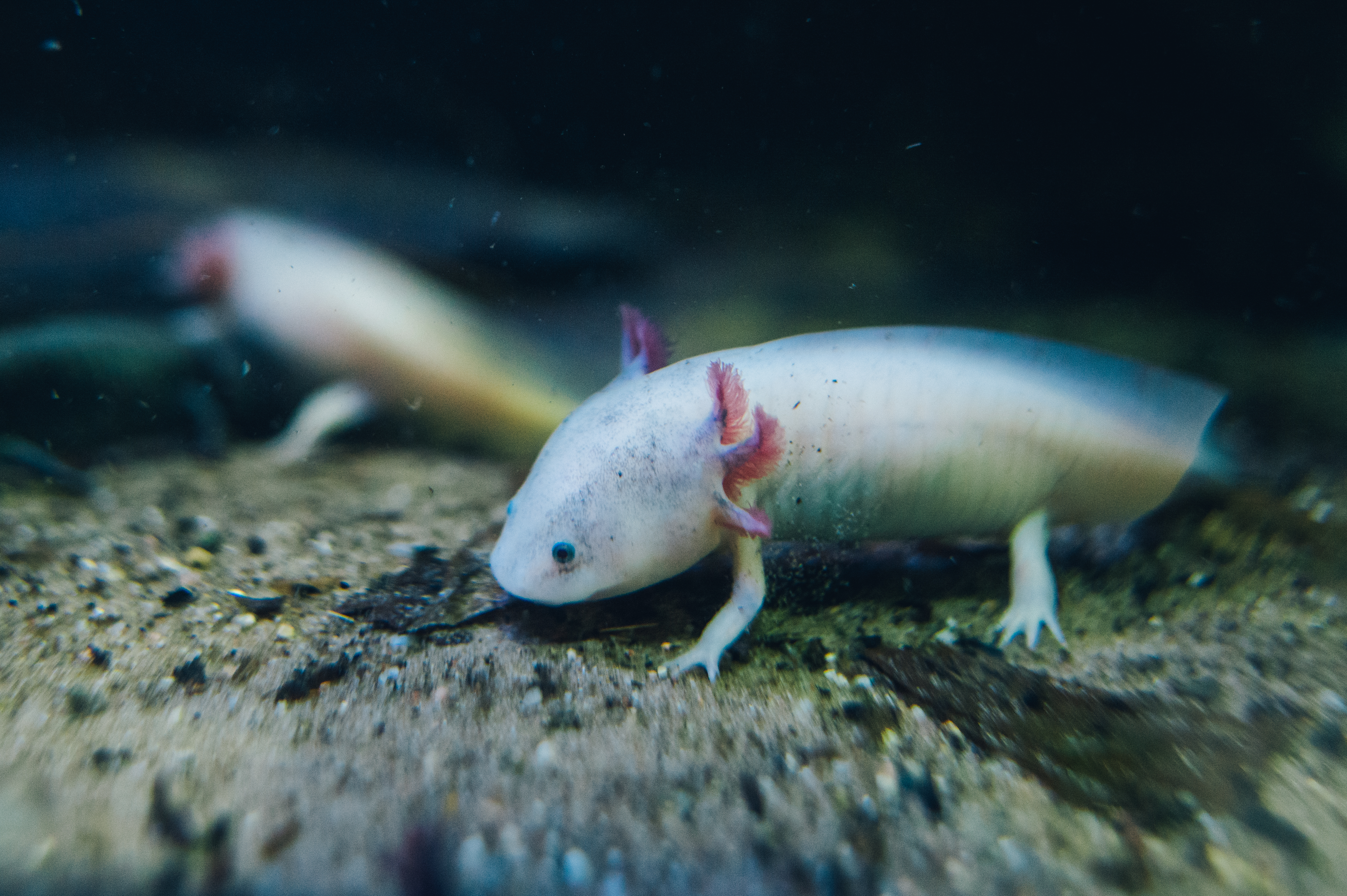 Mexican walking fish