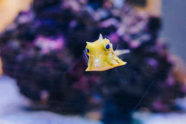 Longhorn cowfish